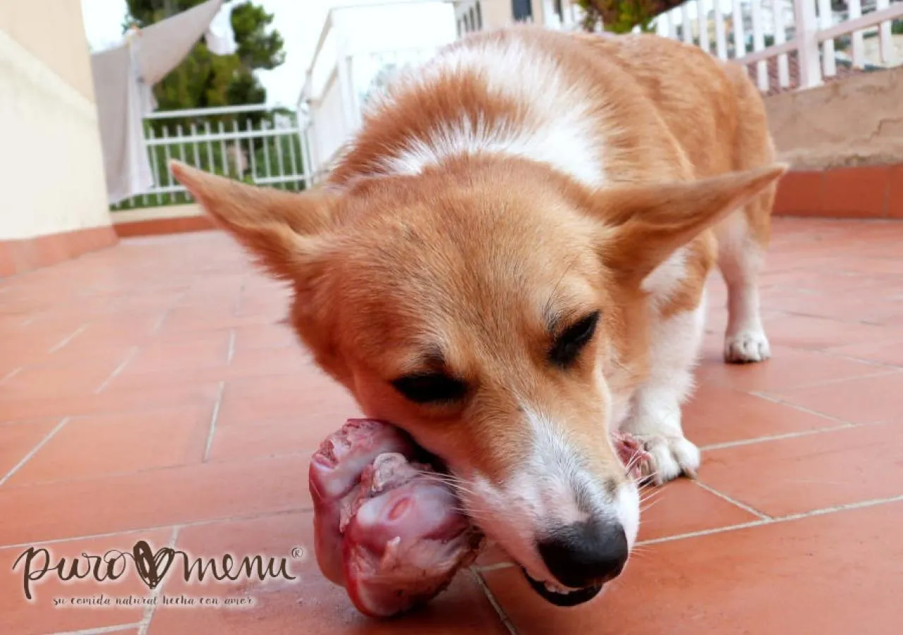 La alimentación natural en perros y gatos